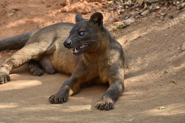 Fossa in Kirindy Reserve, Madagascar