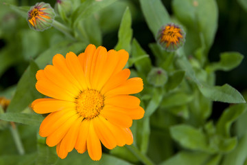 Calendula officinalis — herbaceous plant of the genus Calendula of the family Aster (Asteraceae).
