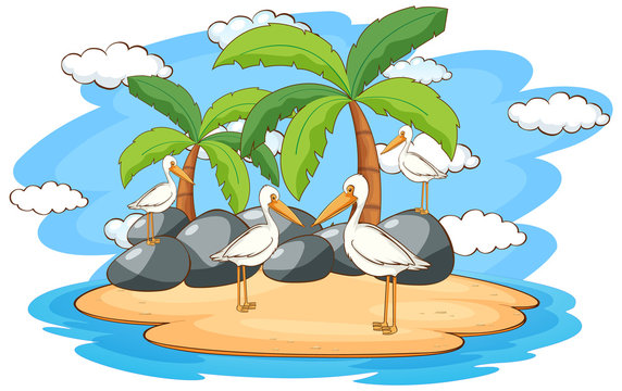 Scene with pelican birds on island