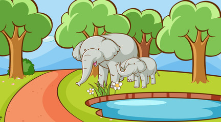 Scene with elephants in forest