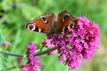 butterfly on flower