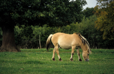 Obraz na płótnie Canvas Cheval de Przewalski , Equus przewalski