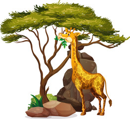 Isolated picture of giraffe eating leaves © GraphicsRF