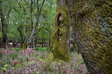 tree in forest