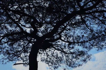 tree in winter