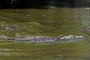 Crocodile du Nil , avec balise , Crocodylus niloticus, Afrique du Sud