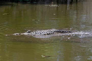 Crocodile du Nil , avec balise , Crocodylus niloticus, Afrique du Sud