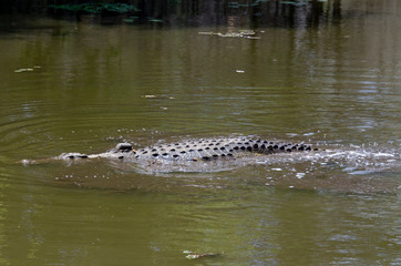 Crocodile du Nil , avec balise , Crocodylus niloticus, Afrique du Sud