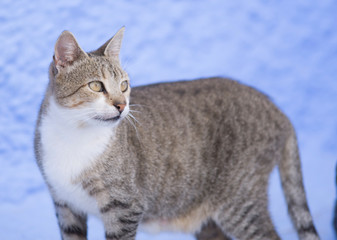 Cat in the streets of Chefchaouen, Morocco