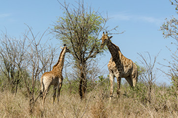Girafe, femelle et jeune, Giraffa Camelopardalis, Parc national Kruger, Afrique du Sud