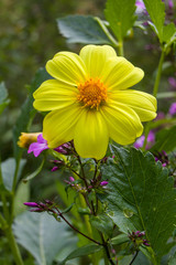 Goldilocks Rocks (Bidens ferulifolia) - A genus of herbaceous plants of the Astrovian family, is included in the Koreopsis tribe.
