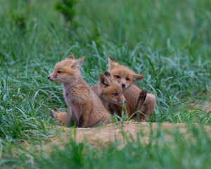 Three adorable Red Fox Kits outside of their den.