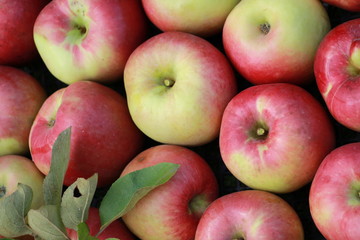 harvesting red apples in the garden