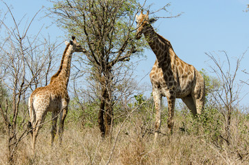Girafe, femelle et jeune, Giraffa Camelopardalis, Parc national Kruger, Afrique du Sud