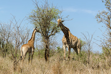 Fototapeta na wymiar Girafe, femelle et jeune, Giraffa Camelopardalis, Parc national Kruger, Afrique du Sud