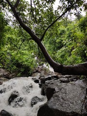 tree in forest
