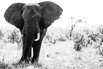 Fototapeta na wymiar Angry elephant