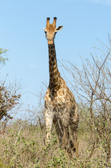 Girafe, Giraffa Camelopardalis, Parc national Kruger, Afrique du Sud