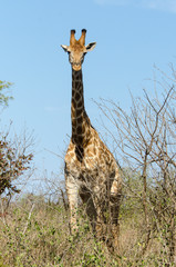 Girafe, Giraffa Camelopardalis, Parc national Kruger, Afrique du Sud