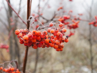 branch of red Rowan berries covered with frost close-up on a frosty day, bird food in winter