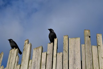 crow on fence