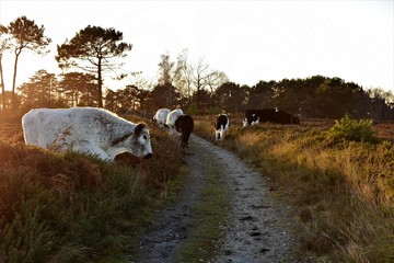herd of cows