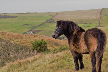 horse in the field