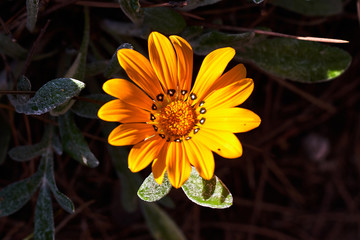 Daisy flower with yellow petals