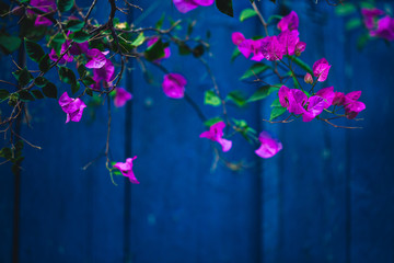 Purple Bougainvillea flowers on blue  background
