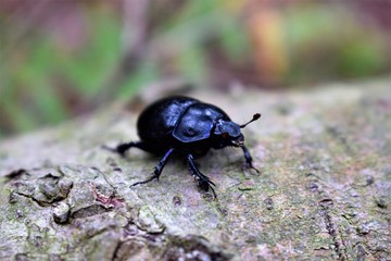 black beetle
