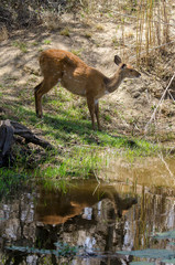 Guib harnaché, Tragelaphus scriptus, femelle, Parc national Kruger, Afrique du Sud
