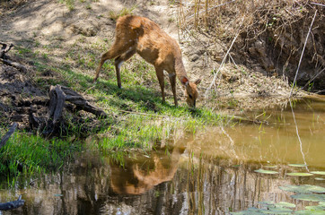 Guib harnaché, Tragelaphus scriptus, femelle, Parc national Kruger, Afrique du Sud