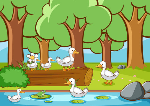Scene with ducks in the forest