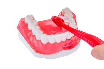 Dental teeth model and teethbrush. Close up