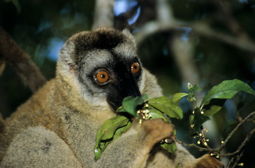 lémur brun à ventre roux, eulemur fulvus rufis, Red lemur, Madagascar