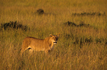 Lion, femelle, Panthera leo, Parc national de Masai Mara, Kenya