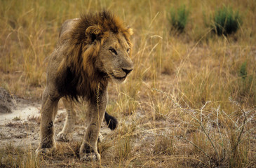 Lion, male, Panthera leo, Parc national de Masai Mara, Kenya