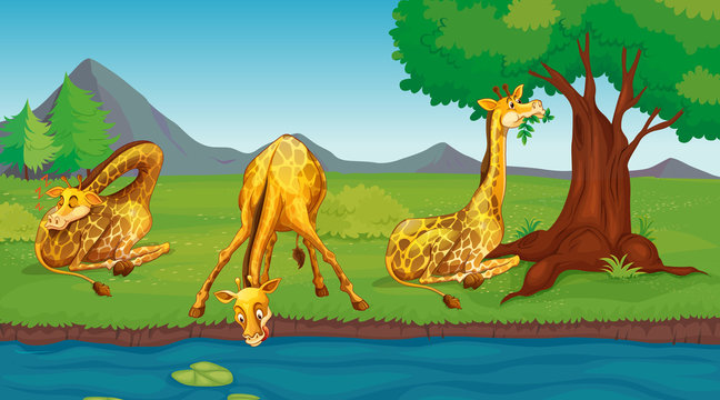 Scene with giraffes drinking water from river