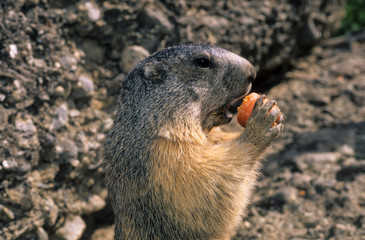 Marmotte des Alpes , Marmota marmota