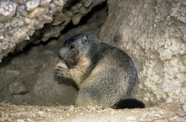 Marmotte des Alpes , Marmota marmota