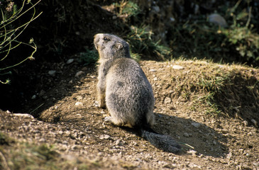 Marmotte des Alpes , Marmota marmota