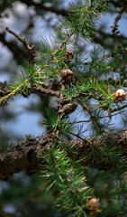Pine tree close up background