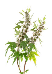 Obraz premium Blooming Leonurus cardiaca or motherwort on a white background