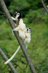 Propithèque de Verreaux, femelle et jeune, Propithecus verreauxi, Madagascar