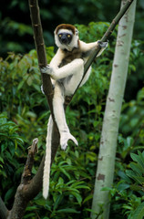 Propithèque de Verreaux, femelle et jeune, Propithecus verreauxi, Madagascar