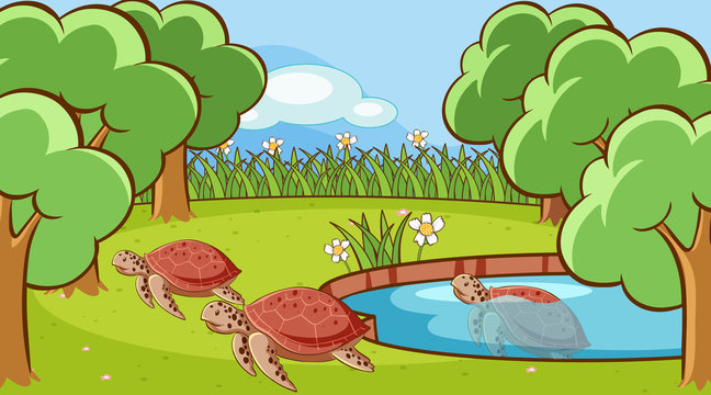 Scene with turtle in the pond