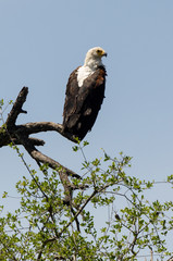 Pygargue vocifère,.Haliaeetus vocifer, African Fish Eagle