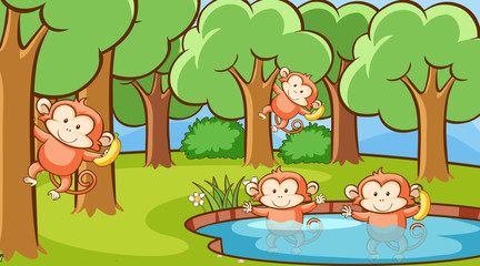 Scene with monkeys in the forest