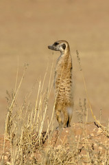Suricate, Suricata suricatta, Parc national Kalahari, Afrique du Sud