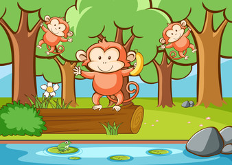 Scene with monkeys in the forest